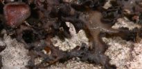 Collema cristatum